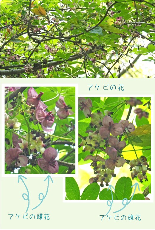 アケビの花4-520-2T.jpg