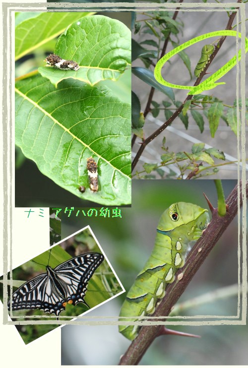 アゲハの幼虫-3-500-T.jpg