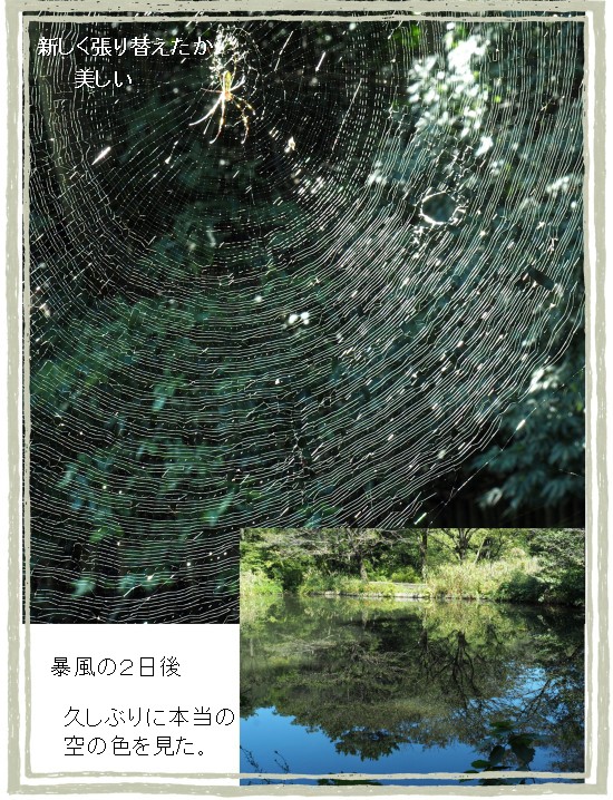 クモの巣-550-7T.jpg