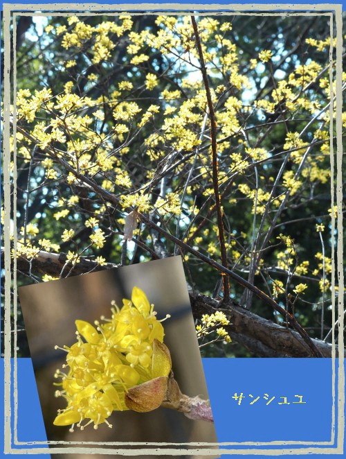 サンシュユの花-500T.jpg
