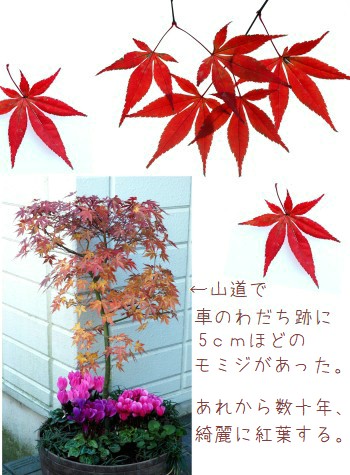 モミジ鉢植え-350-5T.jpg