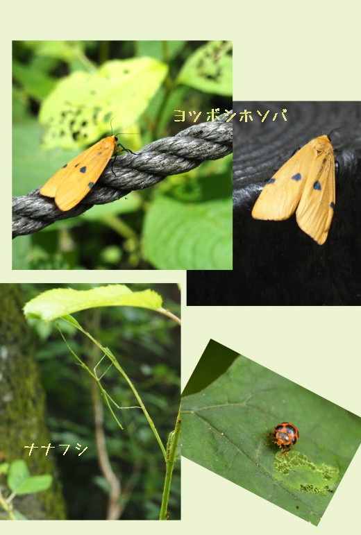 昆虫ー3-520-２T.jpg