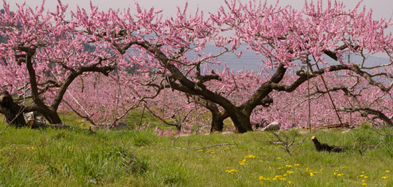 桃の花祭り (1).jpg