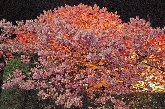 桜 (174)-550.jpg