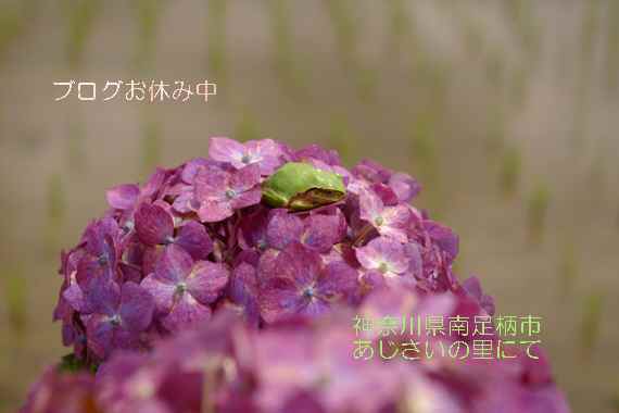 紫陽花-570・Ｍ.jpg