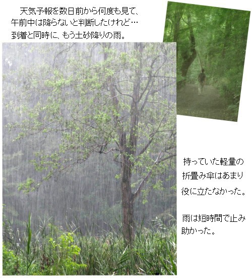 雨風景-500-7T.jpg