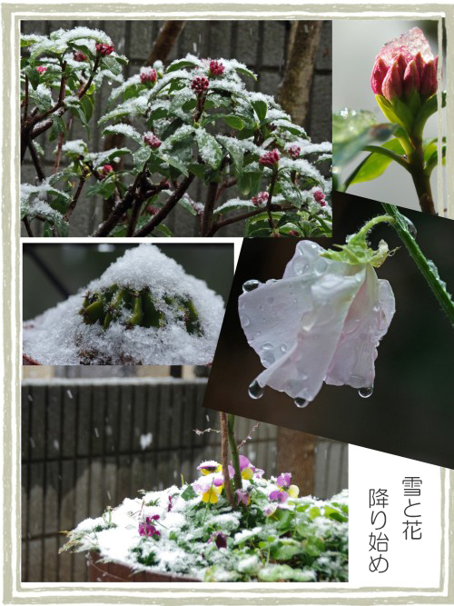 雪と植物-500TT.JPG